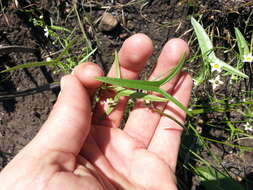 Image de Trochomeria sagittata (Harv. ex Sond.) Benth. & Hook. fil.