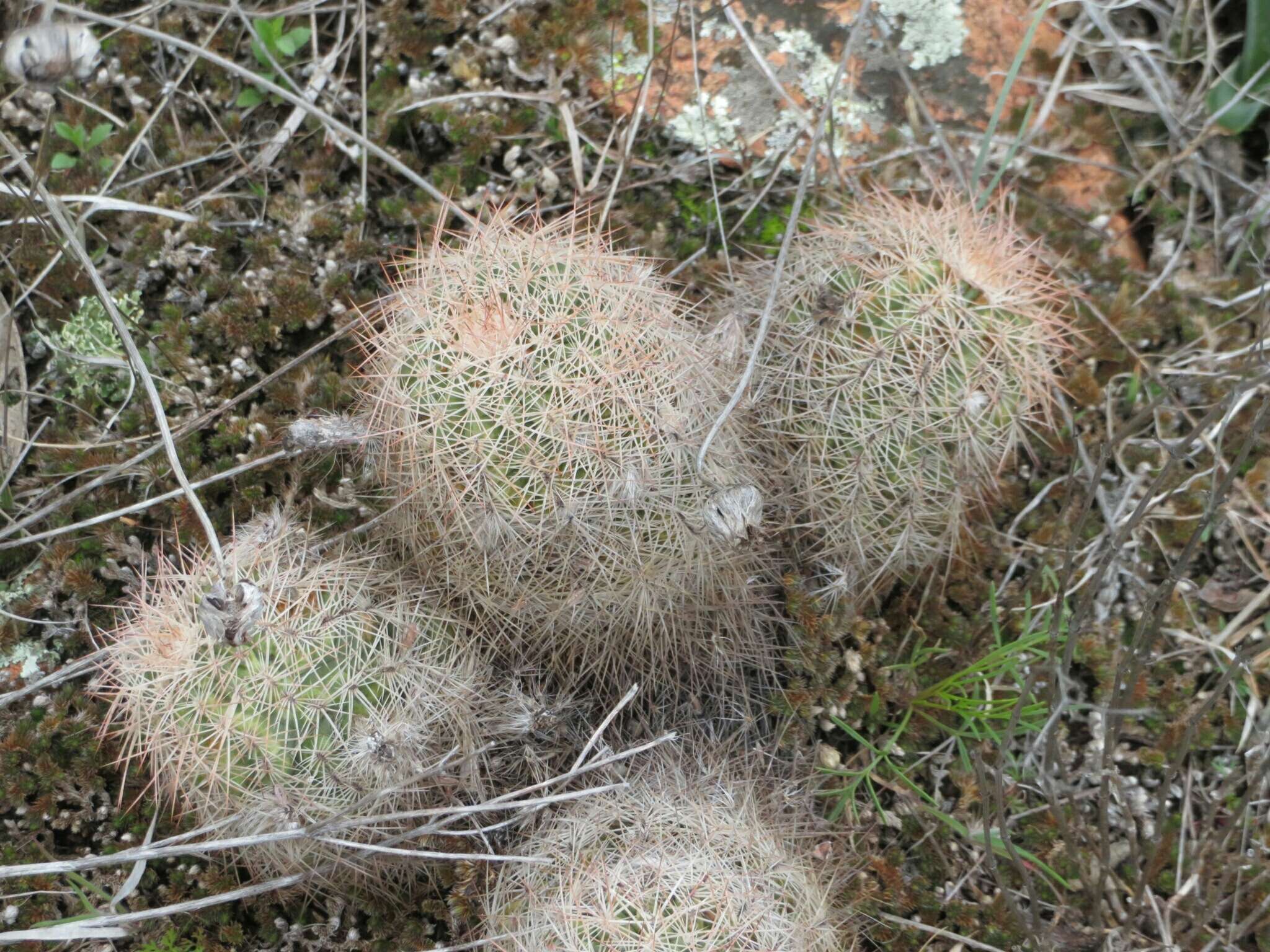 Image of Echinocereus reichenbachii var. baileyi (Rose) N. P. Taylor