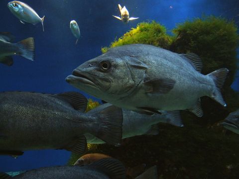 Image of Atlantic Wreckfish