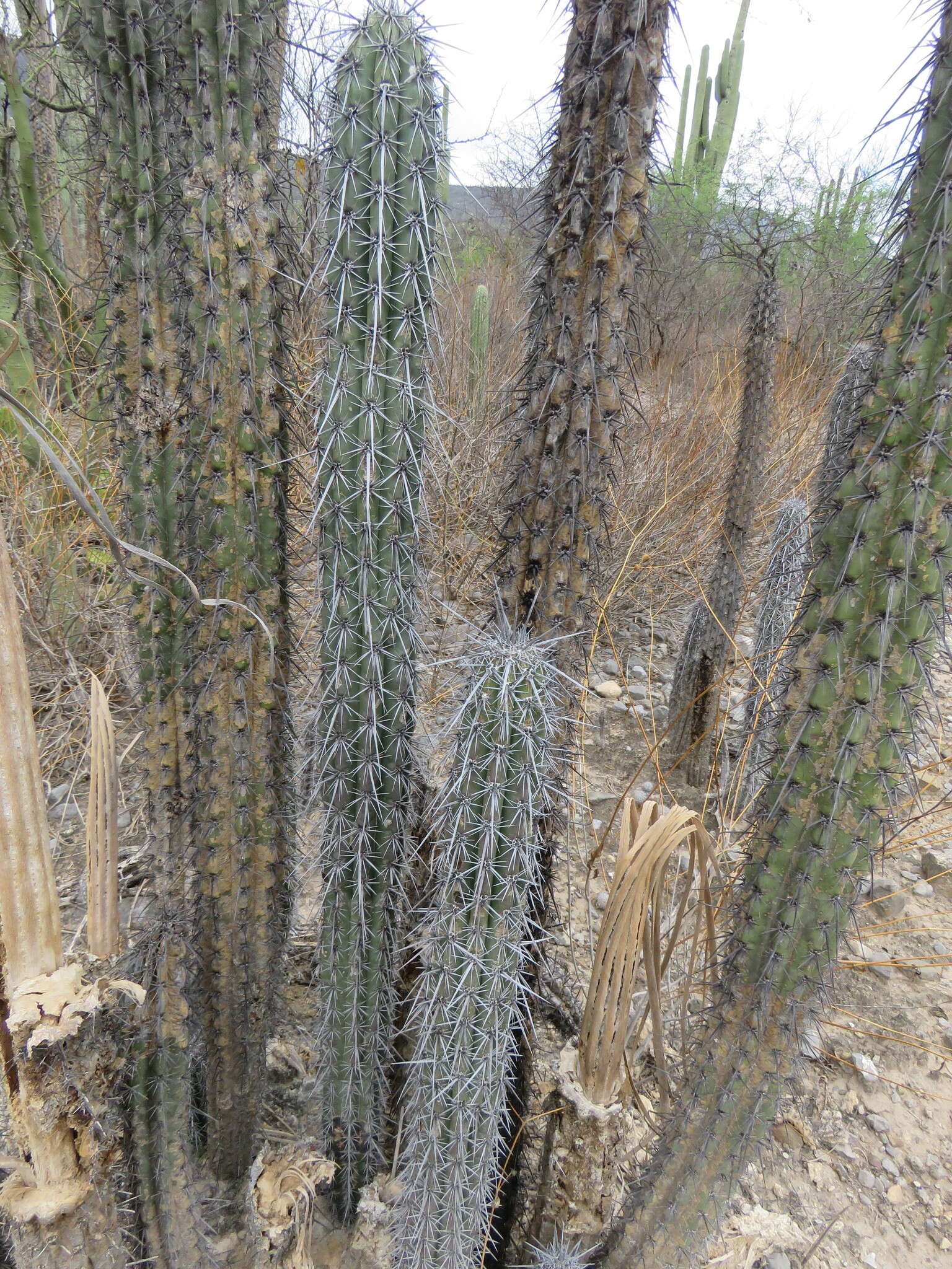 Image of Pachycereus hollianus (F. A. C. Weber) Buxb.