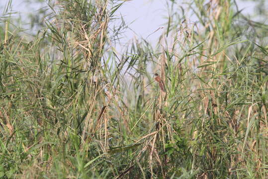 Image of Jerdon's Babbler