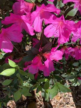 Image de Rhododendron indicum (L.) Sweet