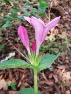 Imagem de Spigelia scabrella Benth.