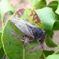 Image of Tettigades ulnaria Distant 1906