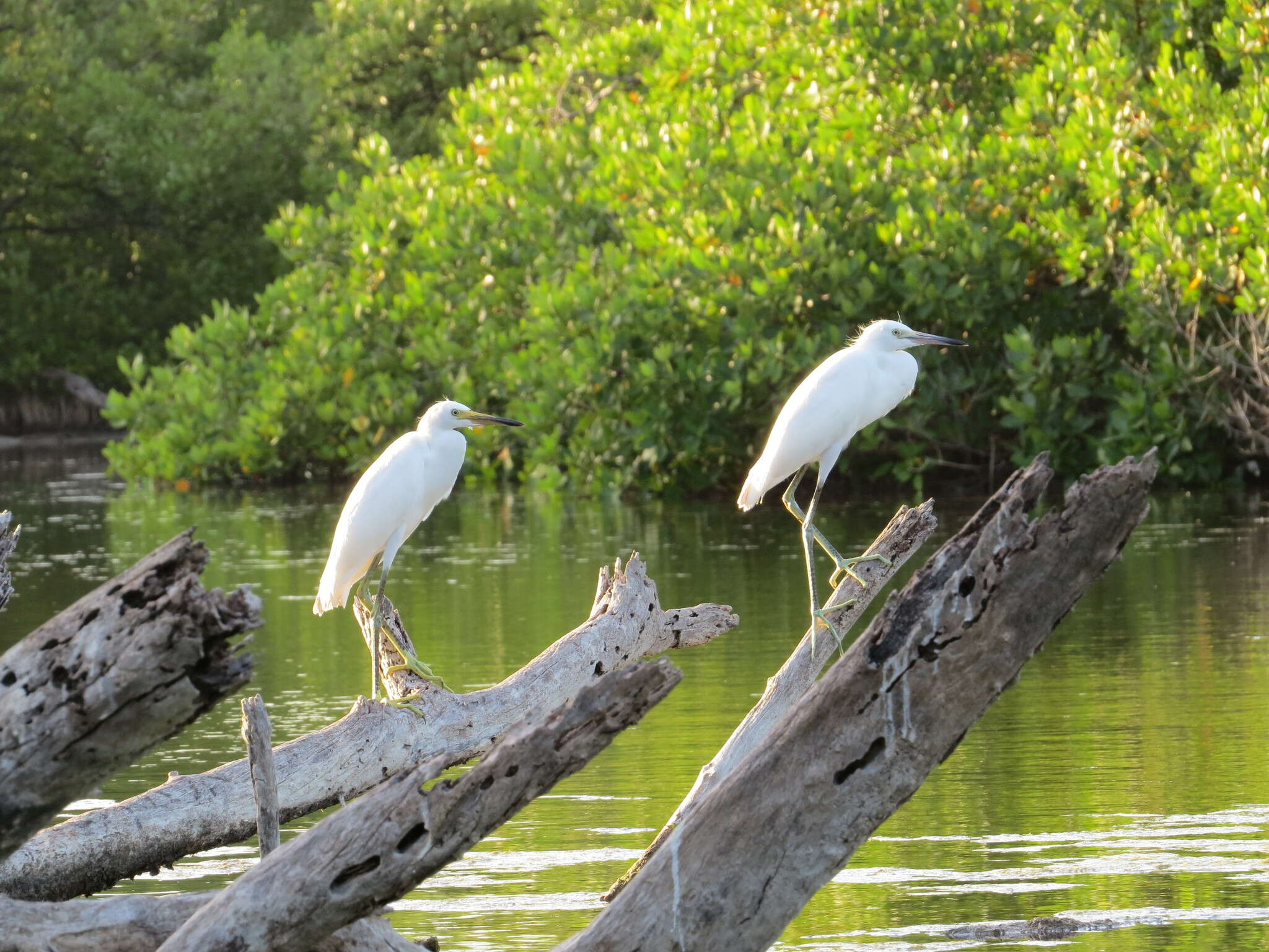 Image of Egretta Forster & T 1817