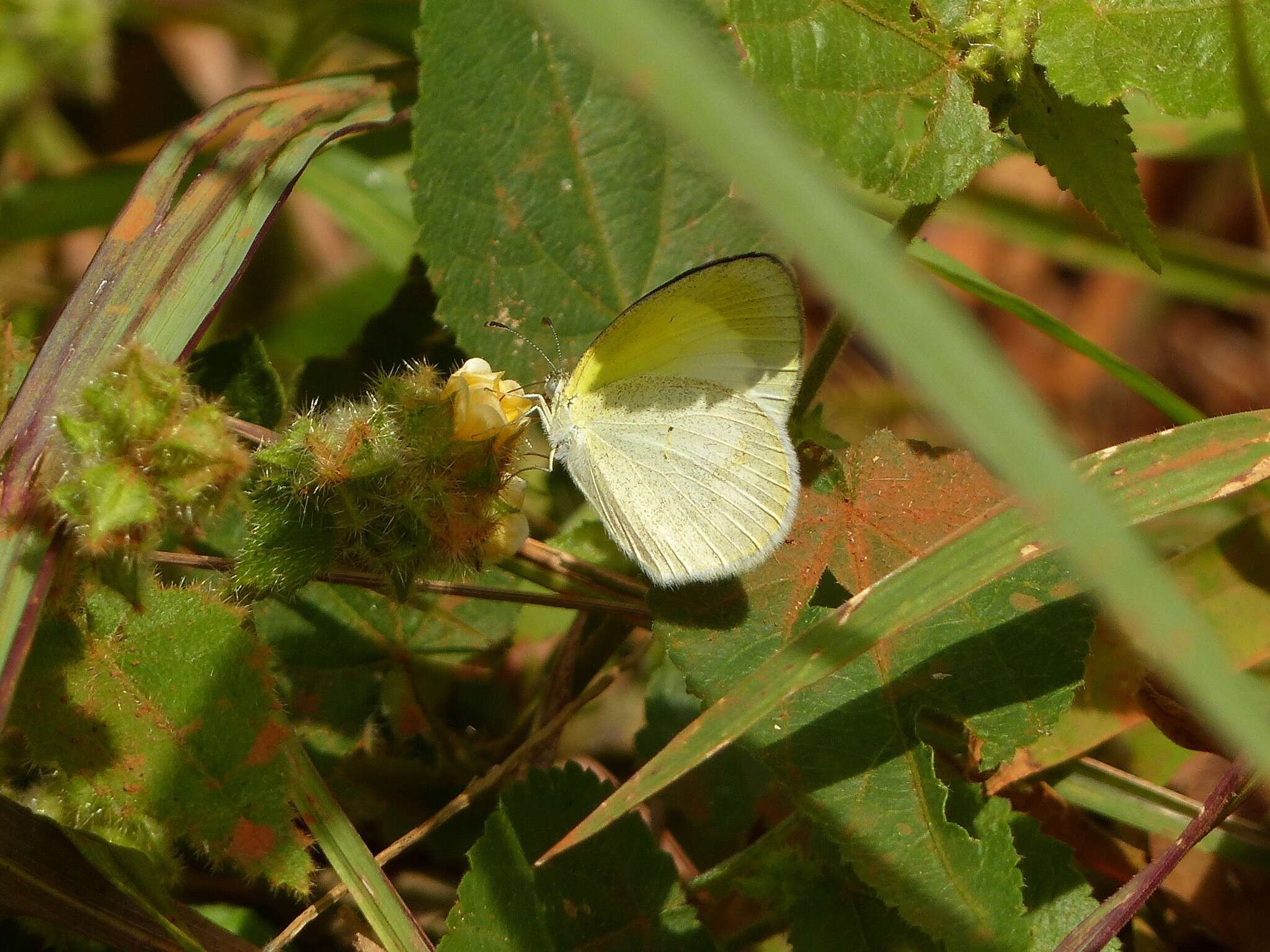 Image of Eurema elathea (Cramer (1777))