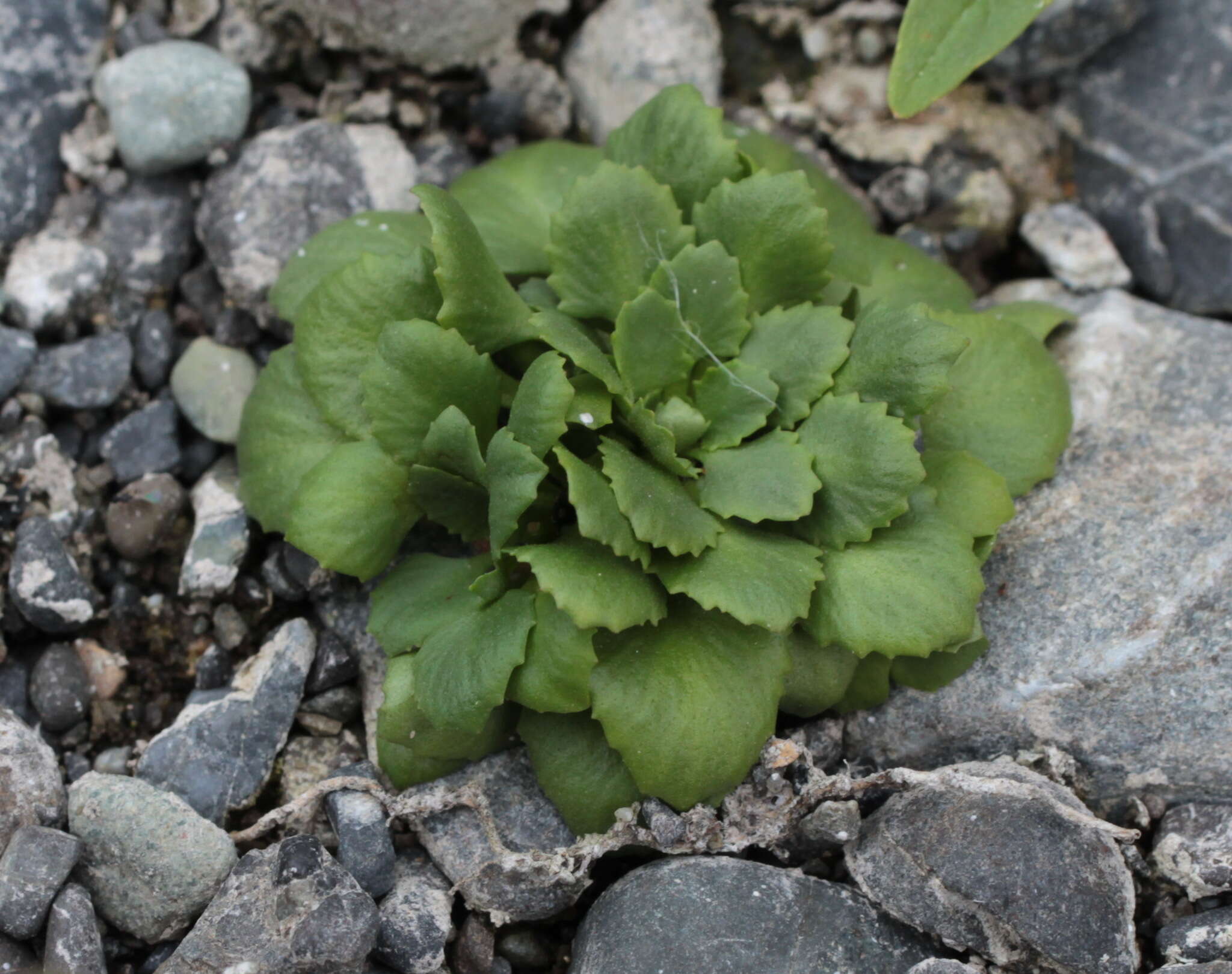 Image de Androsace filiformis Retz.