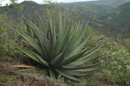 Image of Agave ghiesbreghtii Verschaff.