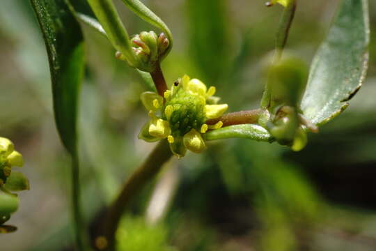 Image of Ranunculus lateriflorus DC.