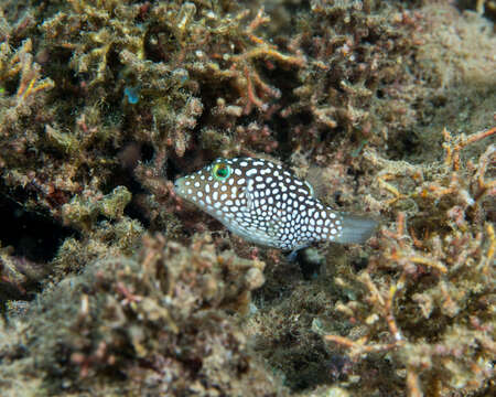 Image of Hawaiian Whitespotted Toby