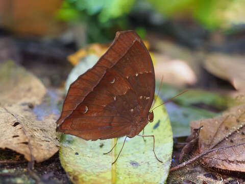 Image of Dark Jungle Glory