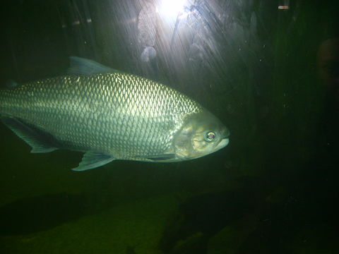 Image of <i>Brycon amazonicus</i> (Spix & Agassiz 1829)