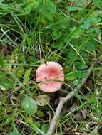 Image of Russula subtilis Burl. 1924