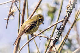 Image of Yellowish Flycatcher