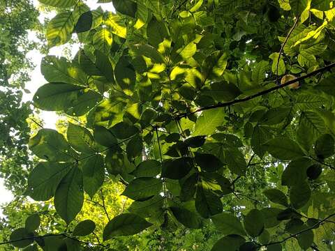 Image of shellbark hickory