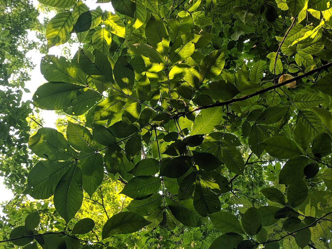 Image of shellbark hickory