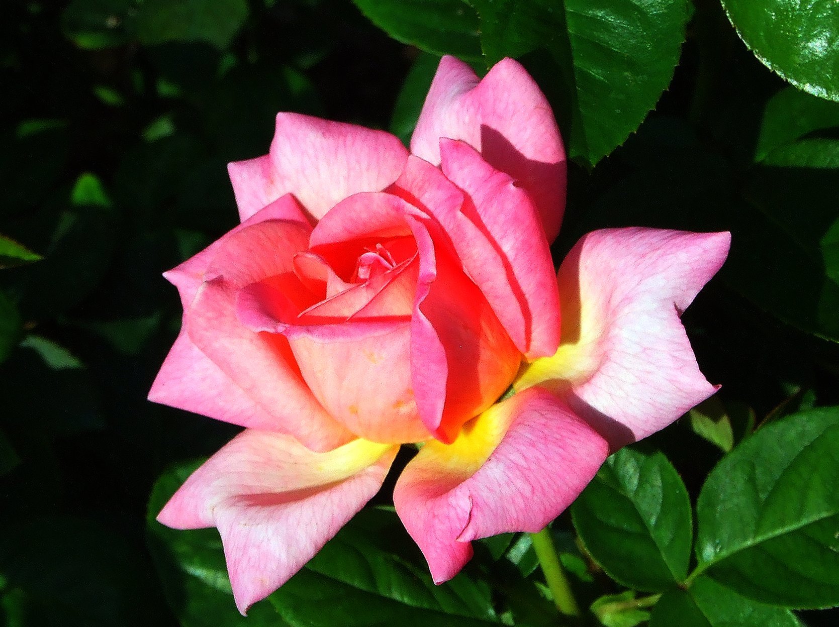 chinese-rose-media-encyclopedia-of-life