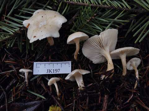 Imagem de Leucocybe candicans (Pers.) Vizzini, P. Alvarado, G. Moreno & Consiglio 2015