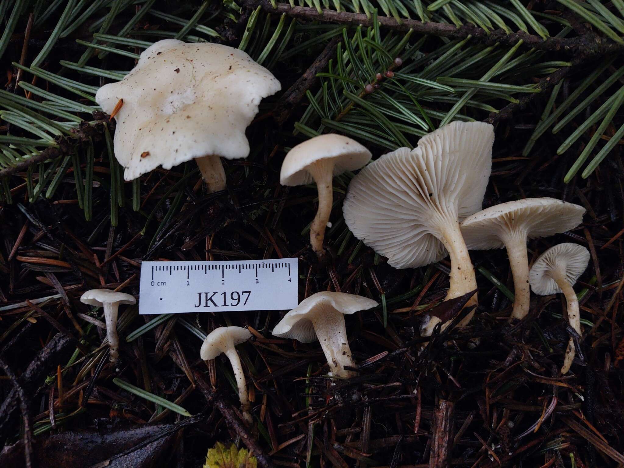 Leucocybe candicans (Pers.) Vizzini, P. Alvarado, G. Moreno & Consiglio 2015 resmi