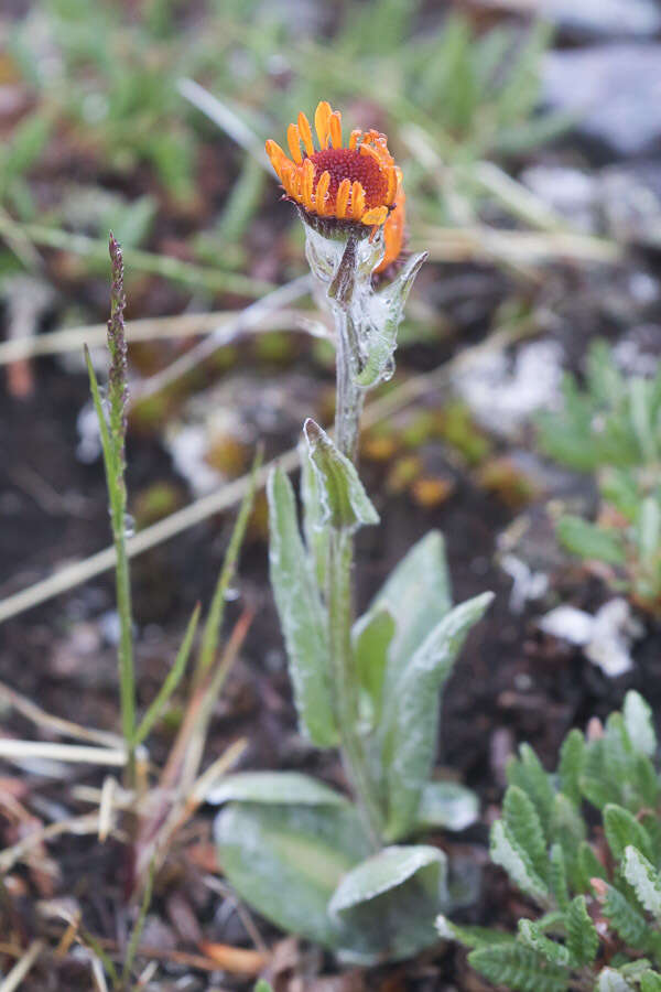 Image of fuscate groundsel