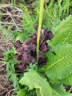 Imagem de Orobanche gamosepala Reuter