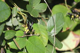 Image of black coral-pea