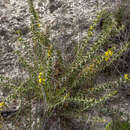 Acacia pycnocephala Maslin的圖片