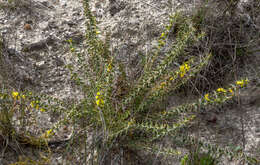 Plancia ëd Acacia pycnocephala Maslin