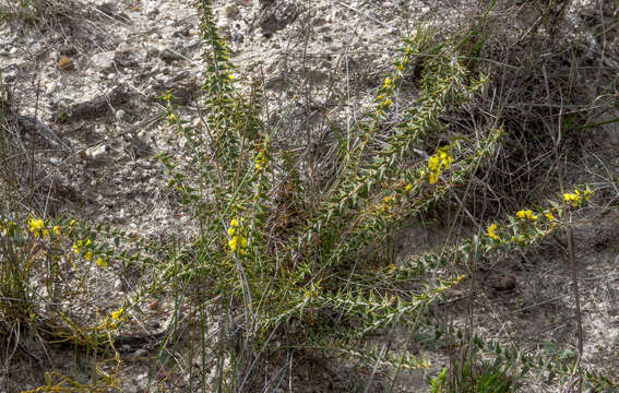 Image of Acacia pycnocephala Maslin