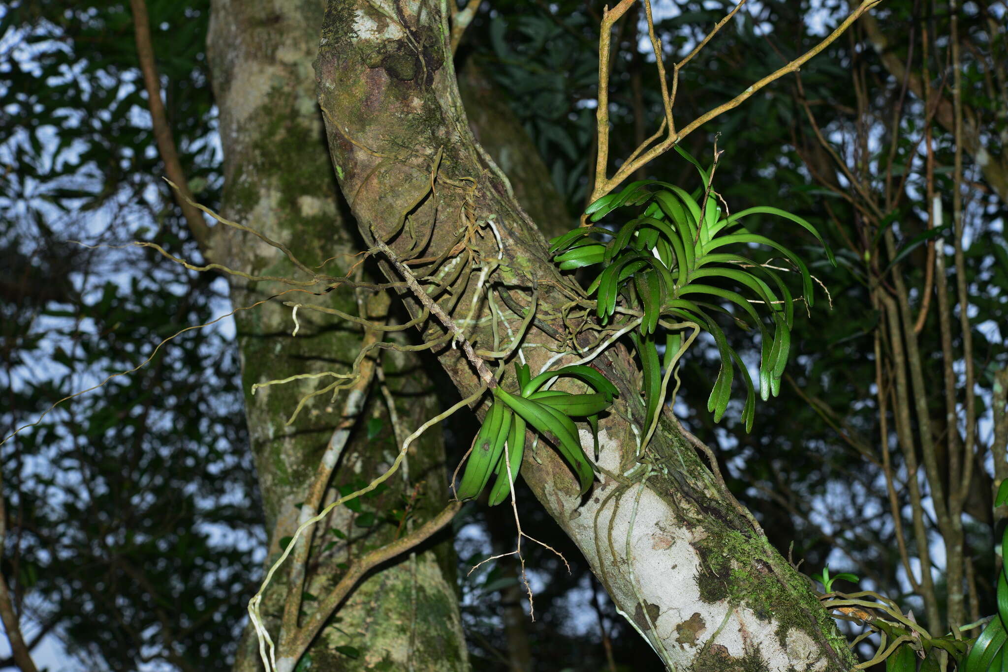 Image of Cleisostoma paniculatum (Ker Gawl.) Garay