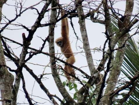 Image of Malayan lar gibbon