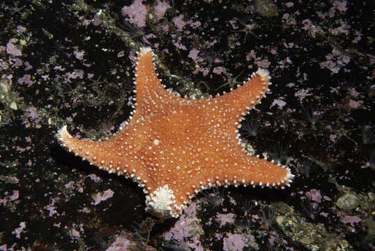 Image of Arctic cushion star