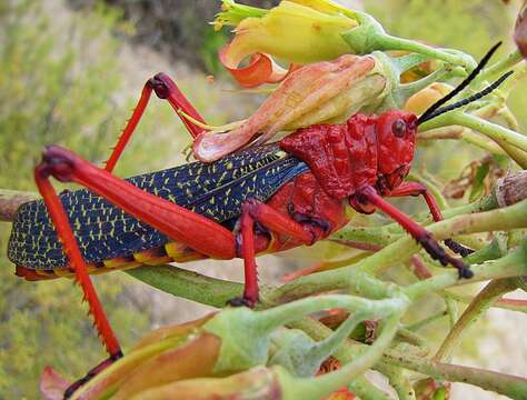 Image of Phymateus (Phymateus) morbillosus subsp. morbillosus (Linnaeus 1758)