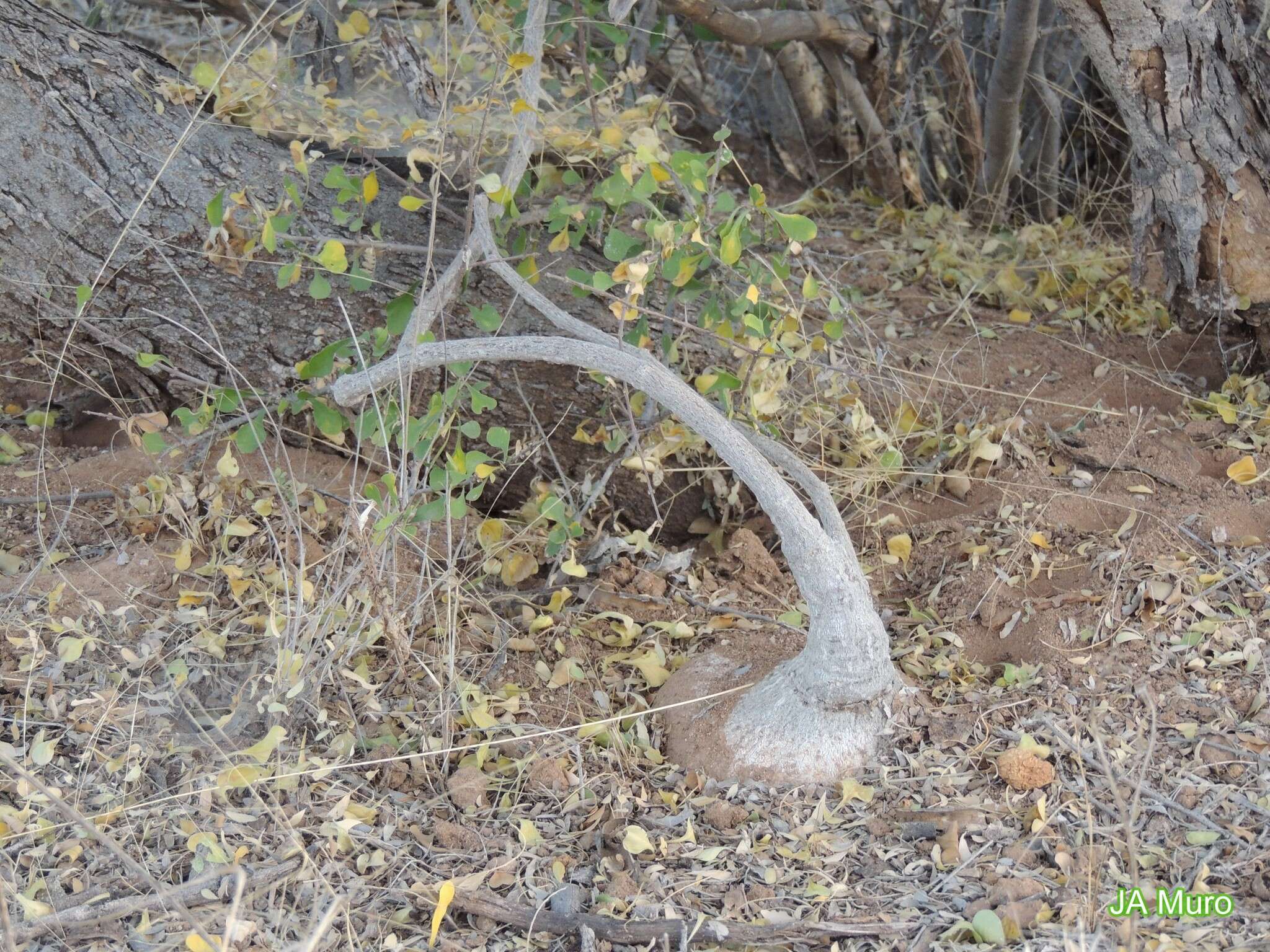 Image of Ibervillea sonorae (S. Watson) Greene