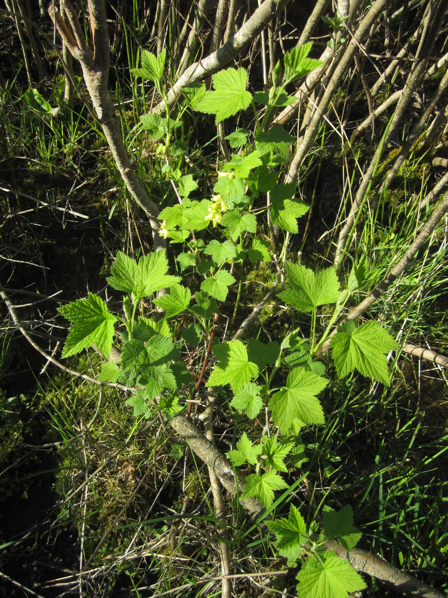 Image of Missouri gooseberry