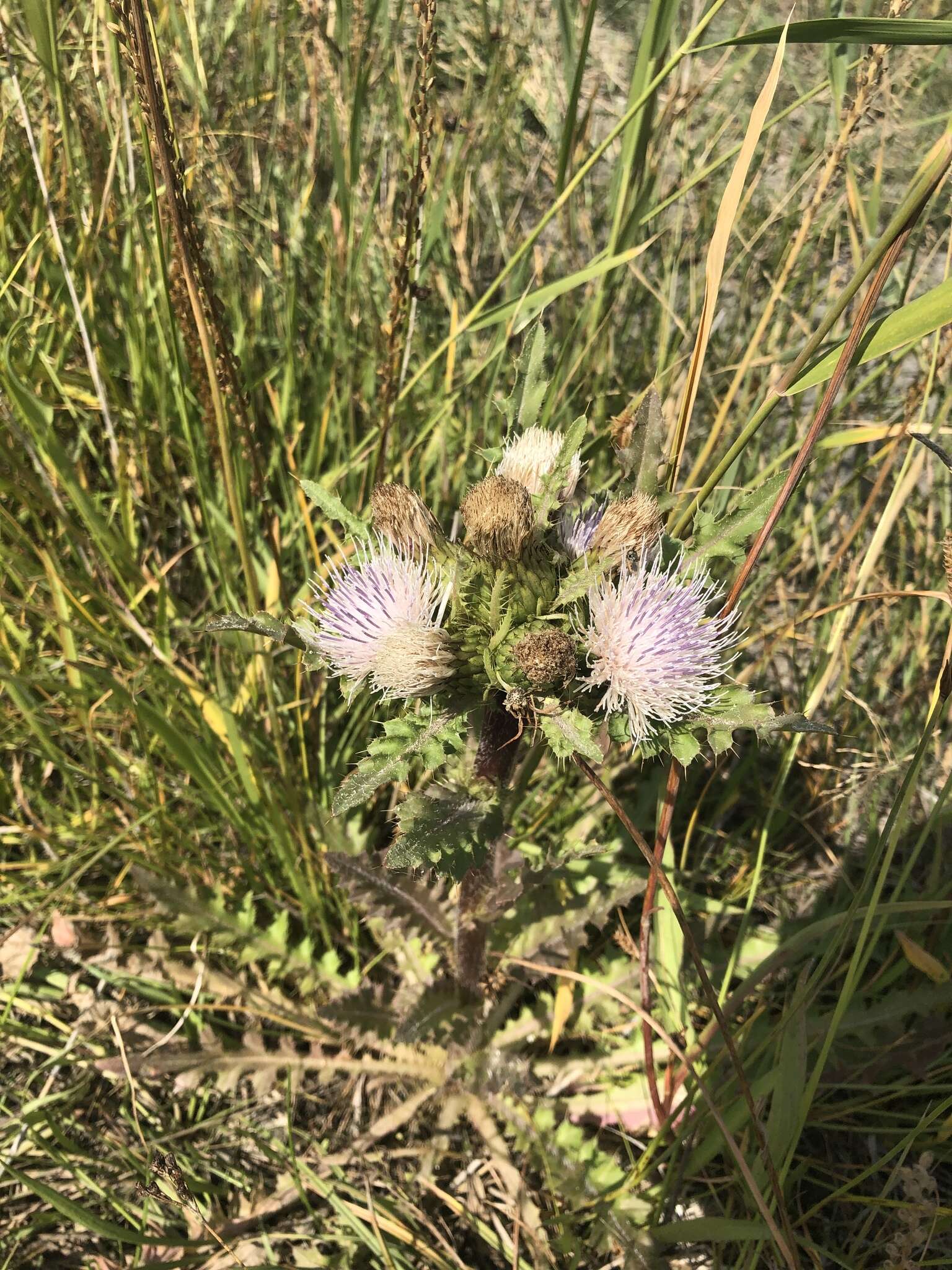 Imagem de Cirsium esculentum (Siev.) C. A. Mey.