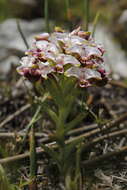 Image of Disa begleyi L. Bolus