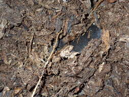 Image of Southern Short-tailed Shrew