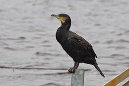 Image of Black Shag