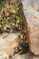 Image of Sedum modestum Ball