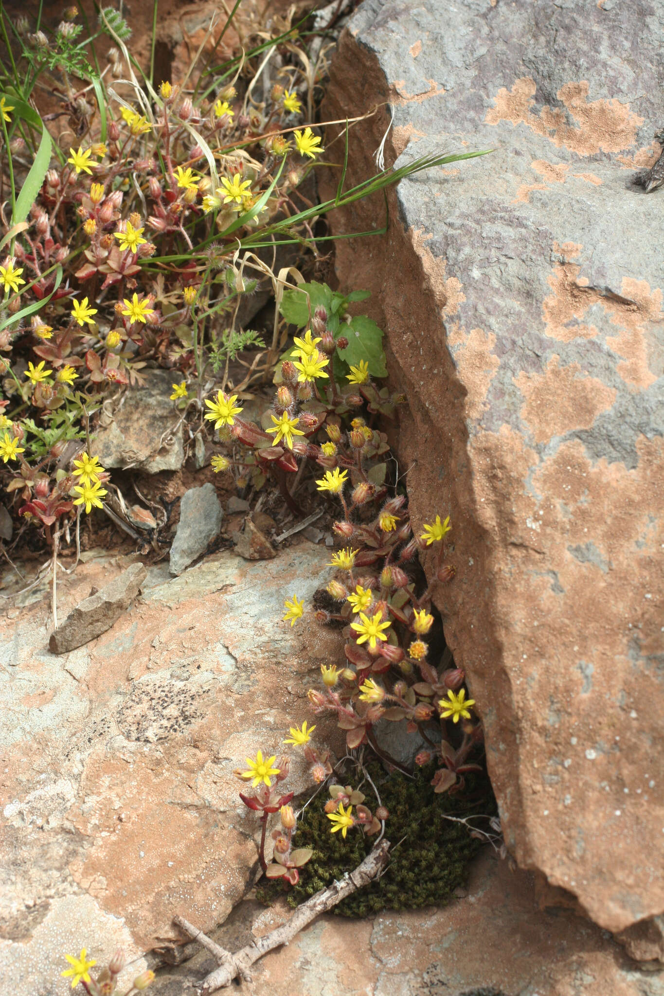 Image of Sedum modestum Ball