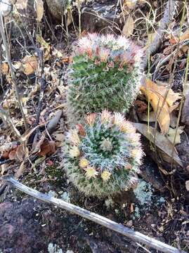 Image of Mammillaria karwinskiana subsp. nejapensis (R. T. Craig & E. Y. Dawson) D. R. Hunt