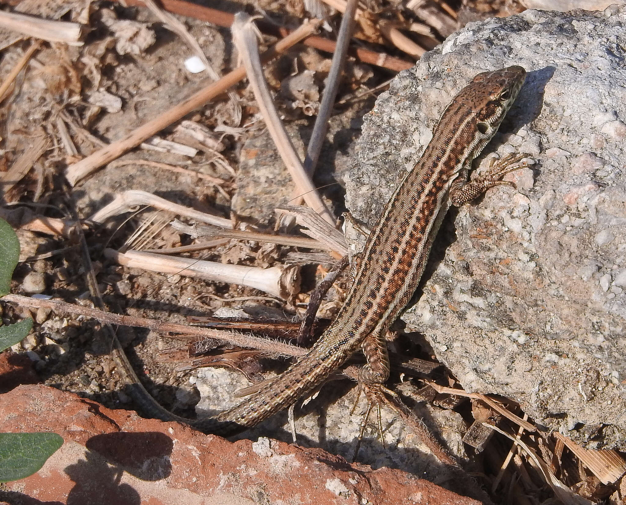 Image of Podarcis erhardii mykonensis (Werner 1933)