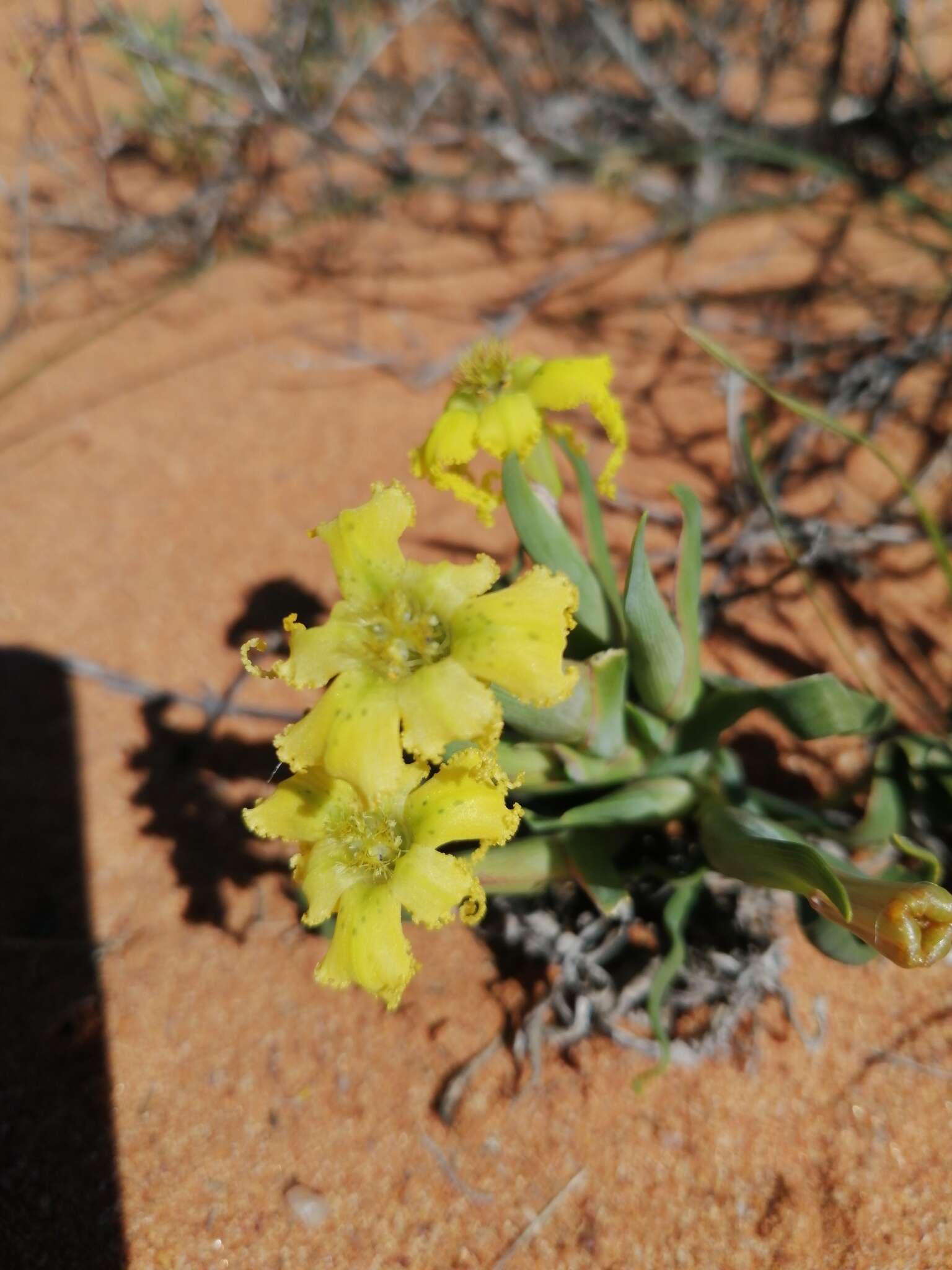 Image of Ferraria macrochlamys subsp. serpentina Goldblatt & J. C. Manning