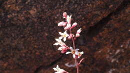 Image of Laguna Mountain alumroot