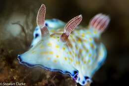 Image of Pale gold and purple slug