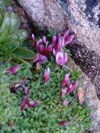 Image of dwarf clover