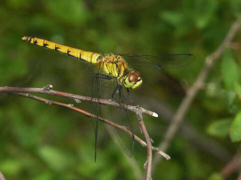 Sympetrum cordulegaster (Selys 1883) resmi