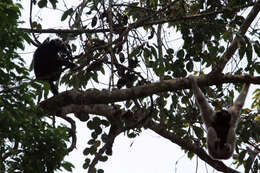 Image of Capped Gibbon