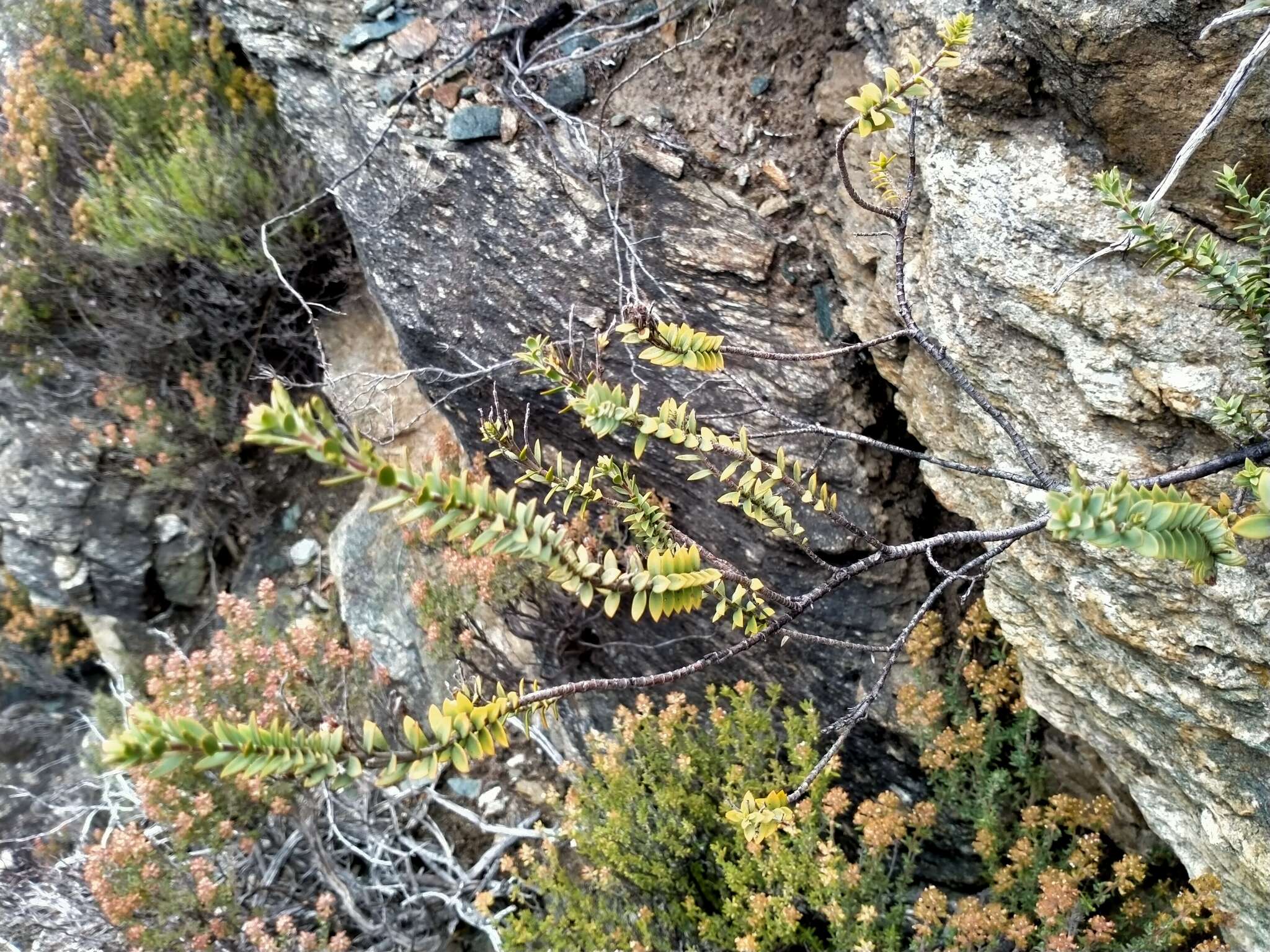 Image of Veronica pimeleoides subsp. faucicola (Kellow & Bayly) Garn.-Jones